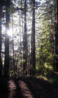 redwoodslight
